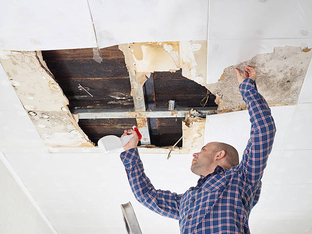 Best Black Mold Removal  in Mpo, CA